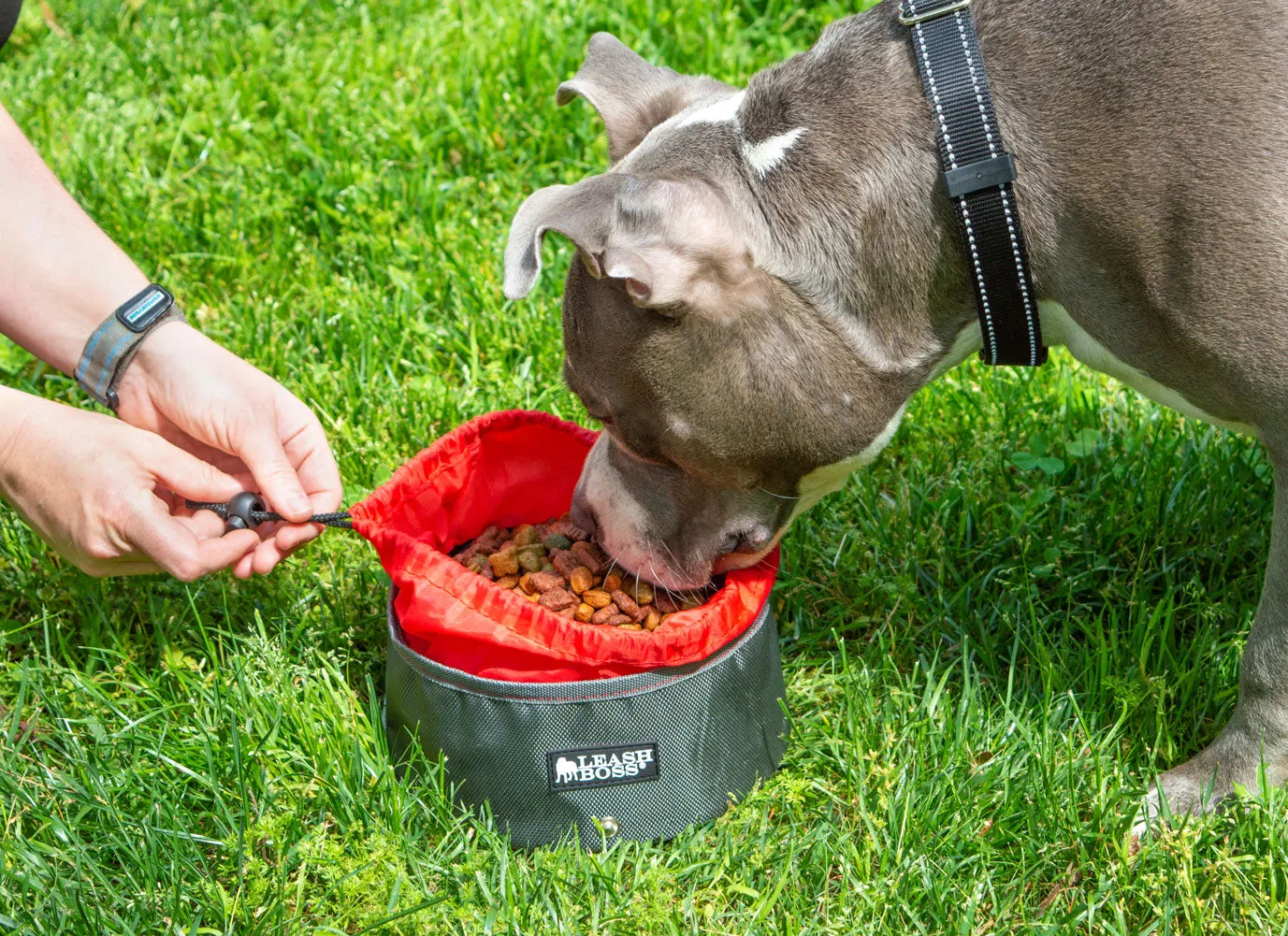 Collapsible Dog Bowl Set - 2x Large Food & Water Bowls for Travel